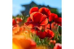 Image Poppy Flower